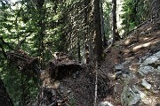 31 Sentiero in decisa salita con deviazioni per caduta alberi
